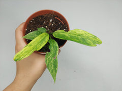 Anthurium Vittarifolium Variegata