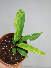 Anthurium Vittarifolium Variegata