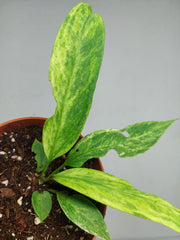 Anthurium Vittarifolium Variegata