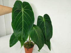 Anthurium Warocqueanum x Waterburyanum