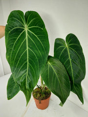Anthurium Warocqueanum x Waterburyanum