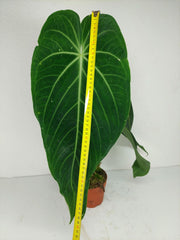 Anthurium Warocqueanum x Waterburyanum