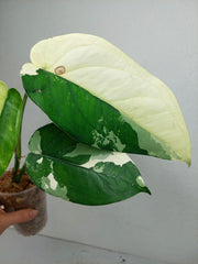 Syngonium Chiapense Variegata