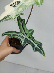 Alocasia Nobilis Pink Variegata