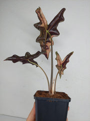 Alocasia Nobilis Pink Variegata