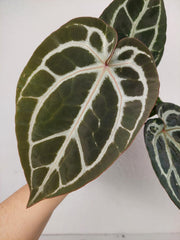 Anthurium Zara x Michelle X Michelle