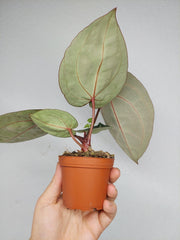 Anthurium Zara x Michelle X Michelle