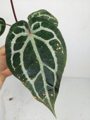 Anthurium Zara x Michelle X Michelle