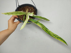 Anthurium Vittarifolium Variegata