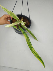 Anthurium Vittarifolium Variegata