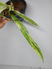 Anthurium Vittarifolium Variegata
