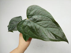 Anthurium Queen of Hearts (zum aussuchen)