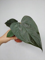 Anthurium Queen of Hearts (zum aussuchen)