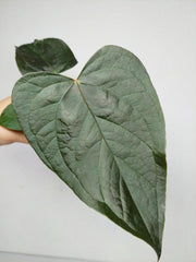 Anthurium Queen of Hearts (zum aussuchen)