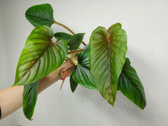 Philodendron Serpens
