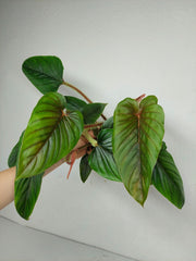Philodendron Serpens