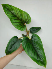 Philodendron Serpens