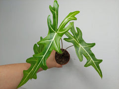 Alocasia Portei Aurea