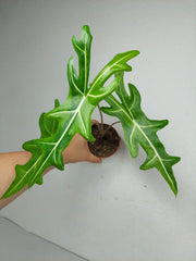 Alocasia Portei Aurea