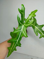 Alocasia Portei Aurea