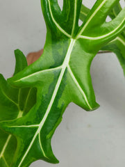 Alocasia Portei Aurea