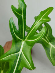 Alocasia Portei Aurea