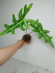Alocasia Portei Aurea