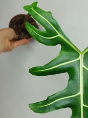 Alocasia Portei Aurea