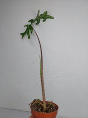 Alocasia Portei Aurea