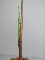 Alocasia Portei Aurea