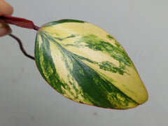 Philodendron Strawberry Shake Steckling