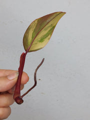 Philodendron Strawberry Shake Steckling