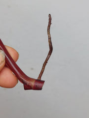 Philodendron Strawberry Shake Steckling