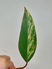 Philodendron Strawberry Shake Steckling