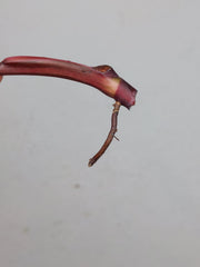 Philodendron Strawberry Shake Steckling