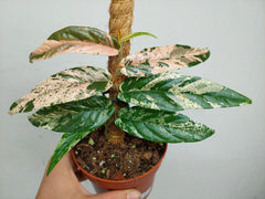 Ficus Sagittata Pink Variegata am Stab