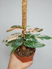 Ficus Sagittata Pink Variegata am Stab