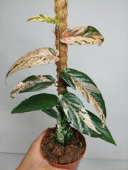 Ficus Sagittata Pink Variegata am Stab