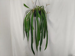 Anthurium Vittarifolium Groß