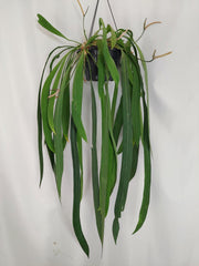 Anthurium Vittarifolium Groß