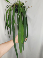 Anthurium Vittarifolium Groß