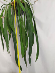 Anthurium Vittarifolium Groß