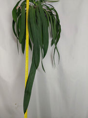 Anthurium Vittarifolium Groß