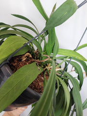 Anthurium Vittarifolium Groß