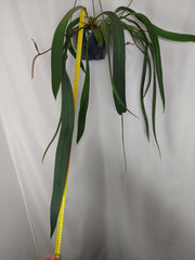 Anthurium Vittarifolium Groß
