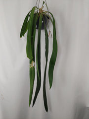 Anthurium Vittarifolium Groß