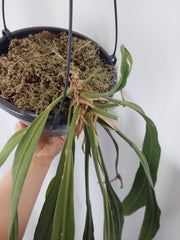 Anthurium Vittarifolium Groß