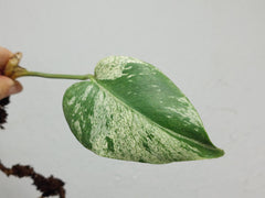 Monstera Jungle Mint Stecklinge