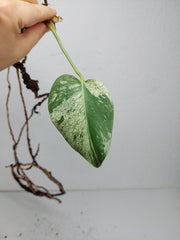 Monstera Jungle Mint Stecklinge