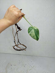 Monstera Jungle Mint Stecklinge